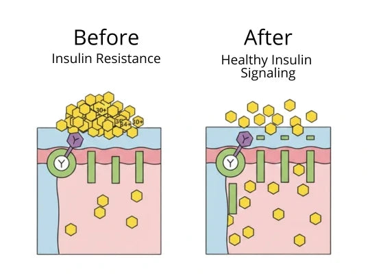 Restore Insulin Sensitivity
(The Real Reason Your Blood Sugar Won't Drop)